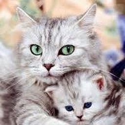 PetsWorld.Pk