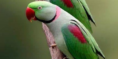SK Parrot