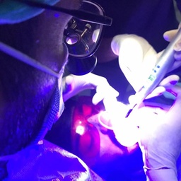 Teeth and Gums