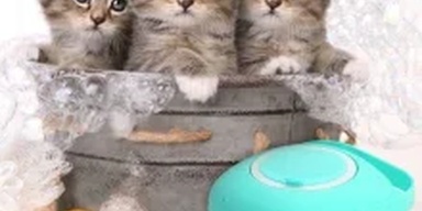 PetsCandy.pk