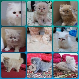 Muskaan Cattery
