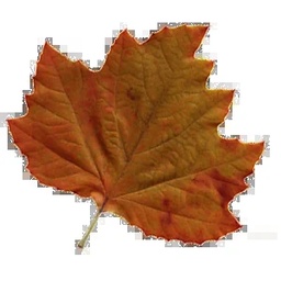 Maple Pharmaceuticals (Pvt.) Ltd.