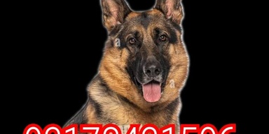 Army dog center rawalpindi 03178421506