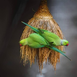 JS Birds & Pets on Sale