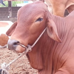 Khan's Cattle