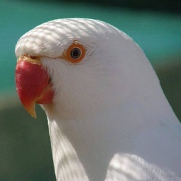 Parrot karachi