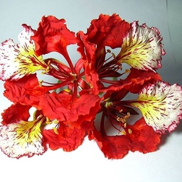 Gulmohar