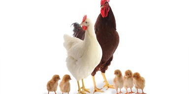 Sadiq Feeds (Pvt) Ltd
