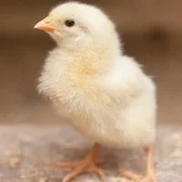 Pakistan Poultry Site