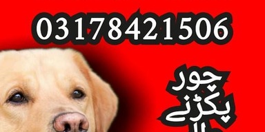Army dog center peshawar 03336974100