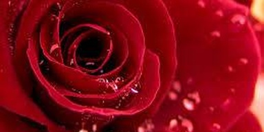 Red Rose