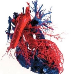 Hearts Health