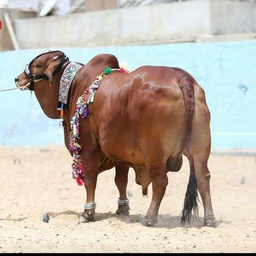 Cow Mandi 2018