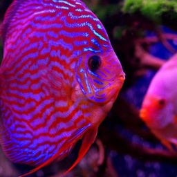 Memon Aquarium