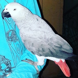 PetNo1.pk