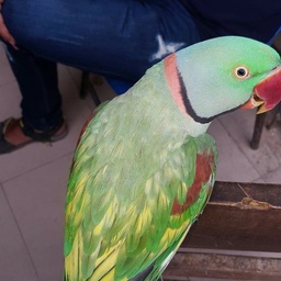AB BIRDS FARM Karachi