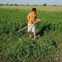 Premium Buffalo Farm