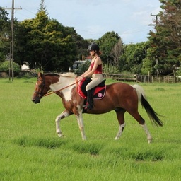 ADD MORE HORSE SADDLERY