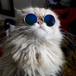 Persian Cats Accessories