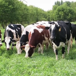PAKISTAN DAIRY DEVELOPMENT COMPANY