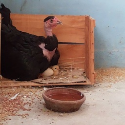 Organic Chicken Farm Pakistan