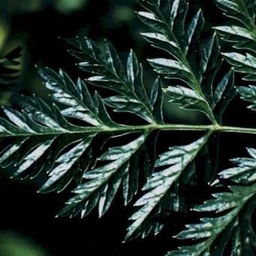Homeopathic and Biochemic Medicines