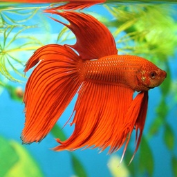 Aqua Decor
