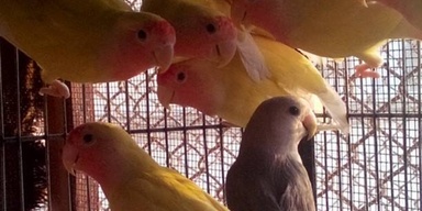 Lalokhait Pet Market