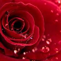 Red Rose