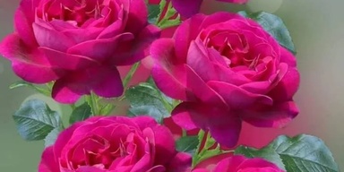 DR. AHMED BILAL