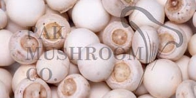 Pak Mushroom Co.
