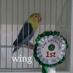 wings