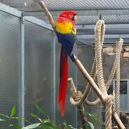 JS Birds & Pets on Sale