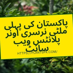 Rare Fruit Trees Shrubs Vines Perennials Plant Nursery