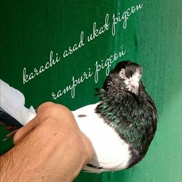 Karachi Asad Ukab Pigeon