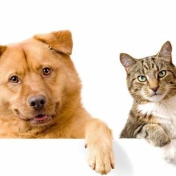 Surgvet PETS Hospital