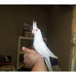 Parrot karachi