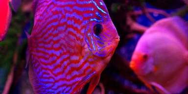 Memon Aquarium