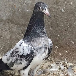 Top Quality Pigeon for Sale, Pakistan