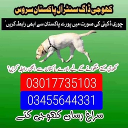 Army dog center 03017735103