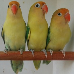 wings