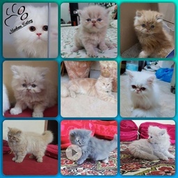 Muskaan Cattery