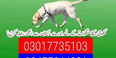 Army dog center hyderabad 03010417477