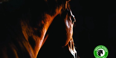 Mega Horse Saddlery