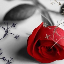 Red Rose