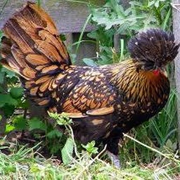 Fancy Hens Traders
