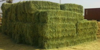 AGRIONA