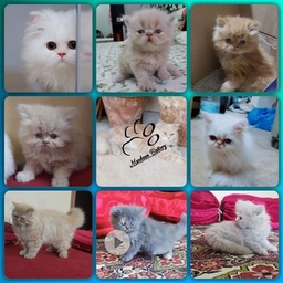 Muskaan Cattery