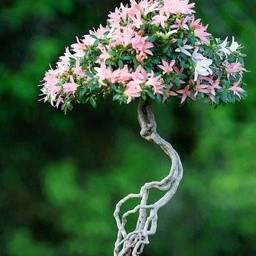 Garden center nursery