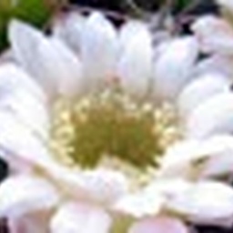 Exotic & rare plants
